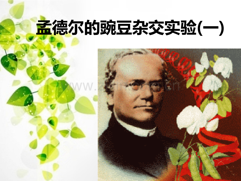 孟德尔的豌豆杂交试验一课件.pptx_第1页