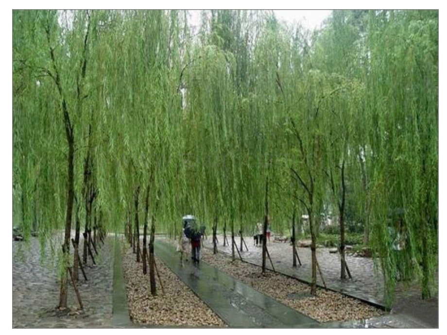 宋庆龄故居的樟树公开课课件.pptx_第2页