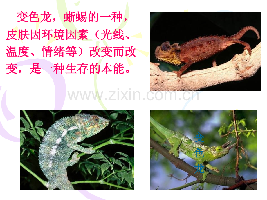 变色龙》课件.pptx_第2页