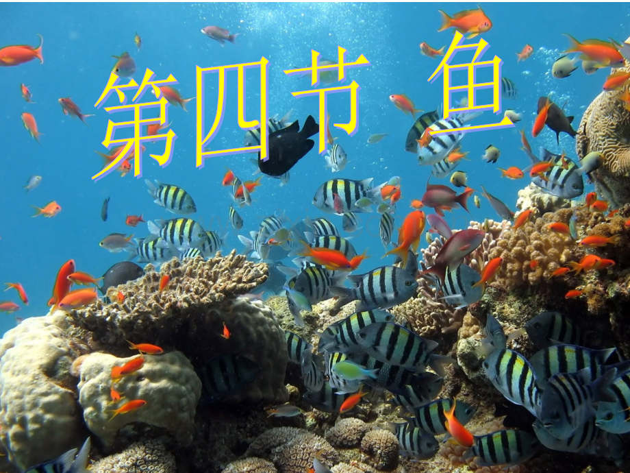八年级上册生物鱼.pptx_第2页