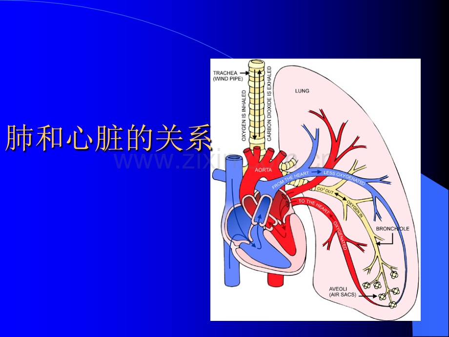 慢性肺原性心脏病护理系列.pptx_第2页