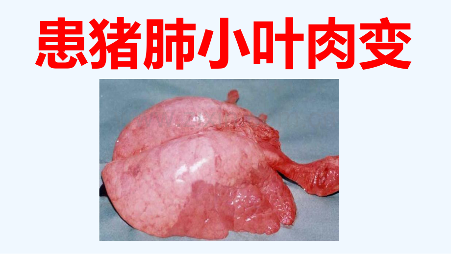 各种猪病诊治病猪表现咳嗽气喘消瘦.pptx_第1页