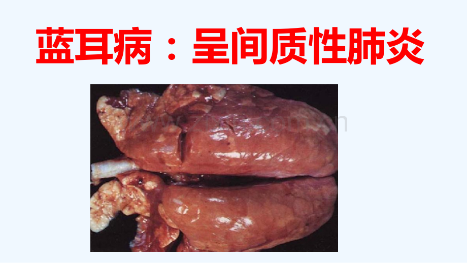 各种猪病诊治病猪表现咳嗽气喘消瘦.pptx_第2页
