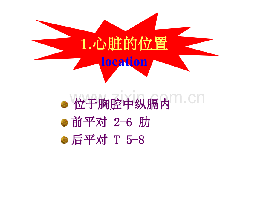 心脏解剖.pptx_第1页