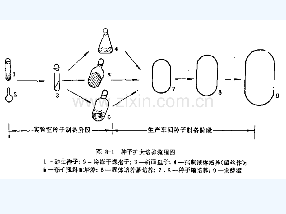 刘冬版种子的扩大培养.pptx_第2页