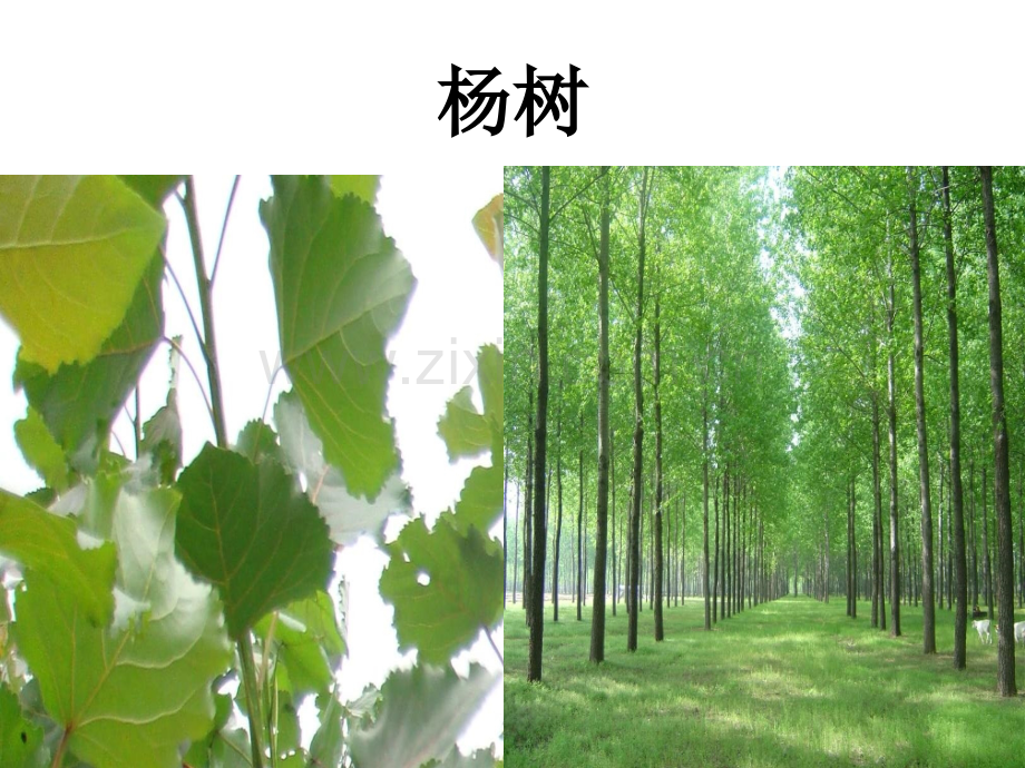 各种树叶图片及名称.pptx_第1页