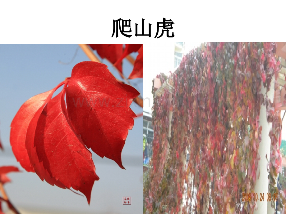 各种树叶图片及名称.pptx_第2页