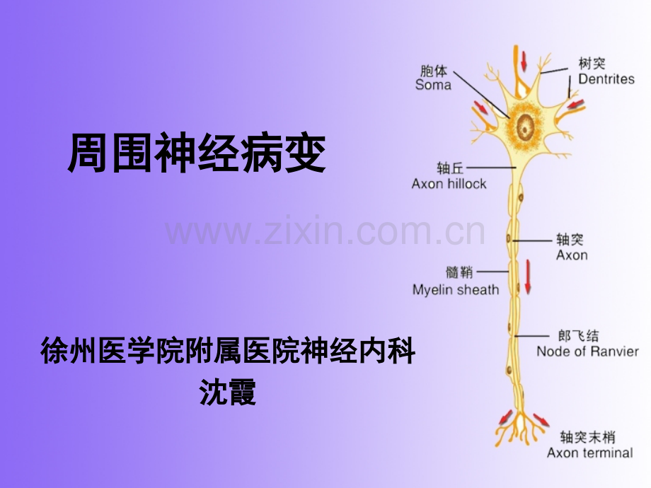 周围神经病变sx1.pptx_第2页