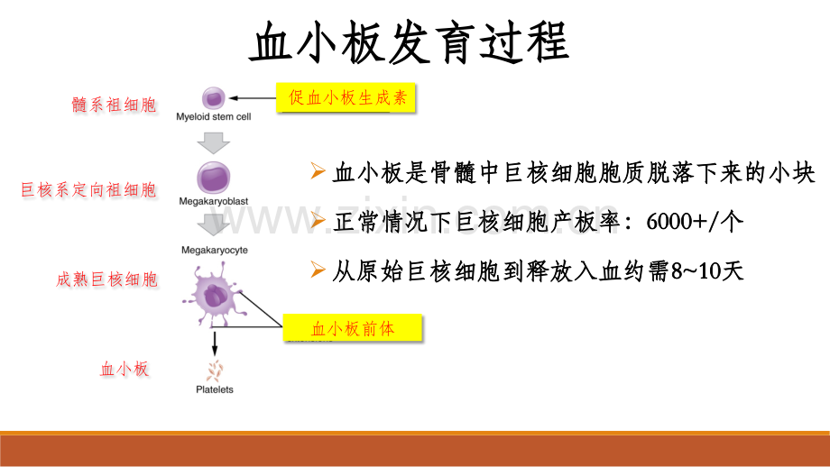 成人原发免疫性血小板减少症诊断与治疗.pptx_第2页