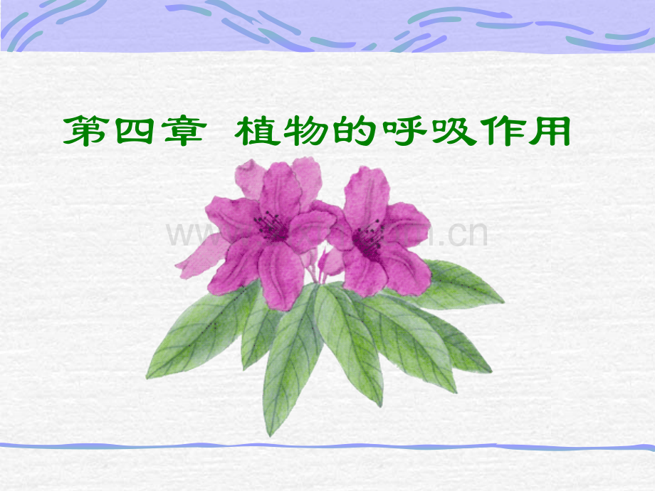 华中农业大学植物生理学呼吸作用.pptx_第1页