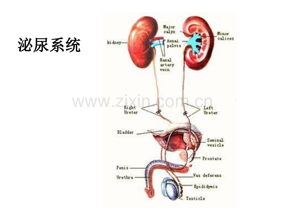 内科护理学泌尿症状护理.pptx_第2页