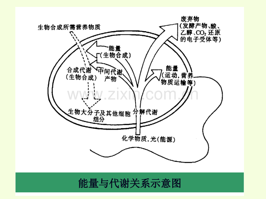 微生物的新陈代谢刘.pptx_第2页