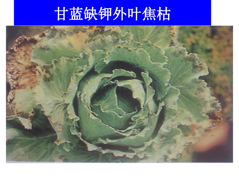 农作物缺素症图谱.pptx_第1页