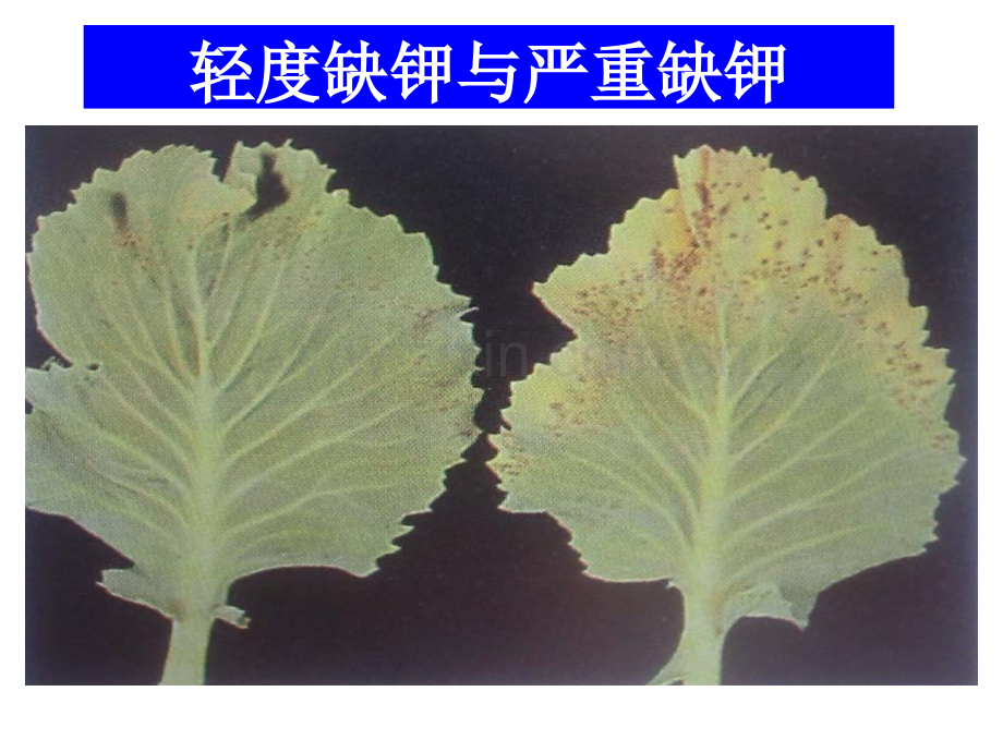 农作物缺素症图谱.pptx_第2页