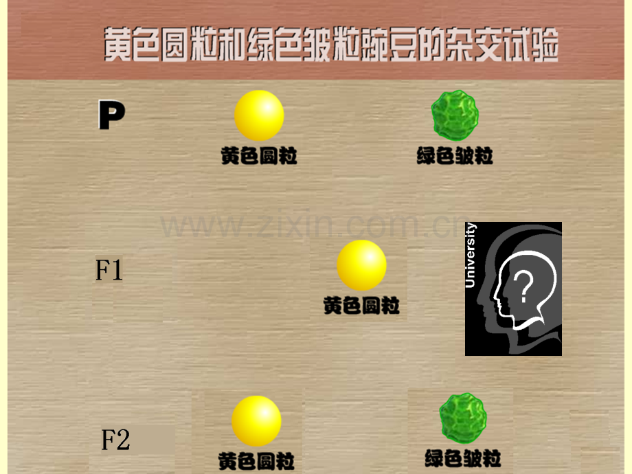 孟德尔豌豆杂交实验二自由组合定律.pptx_第2页
