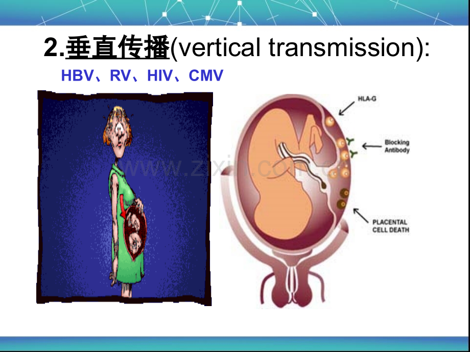宋银宏病毒的感染与免疫诊断与防治.pptx_第2页