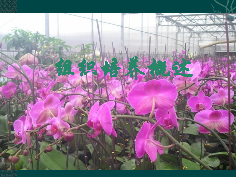 新人教版选修1专题3植物组织培养技术.pptx_第2页