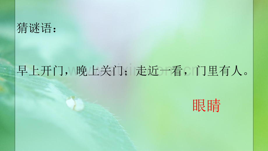 叶子的眼睛.pptx_第1页