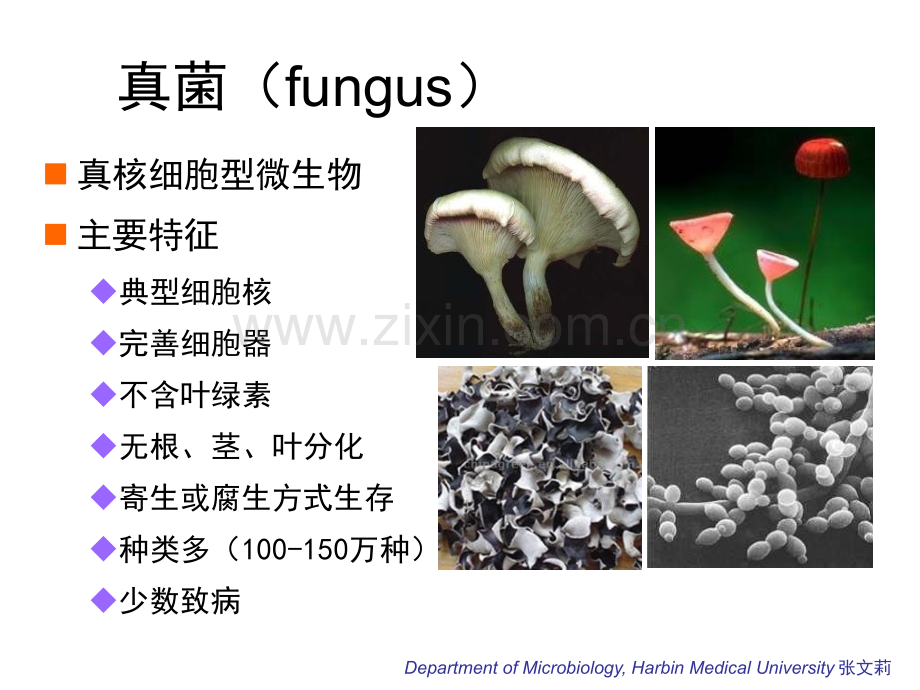 微生物学9Mycology.pptx_第2页