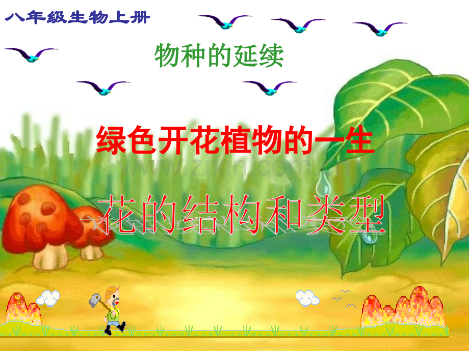 八班级生物花的结构和类型.pptx_第1页