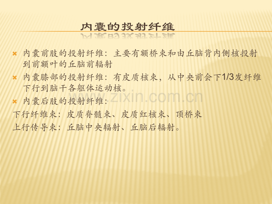 内囊损伤对传导通路的影响及三偏的原因.pptx_第1页