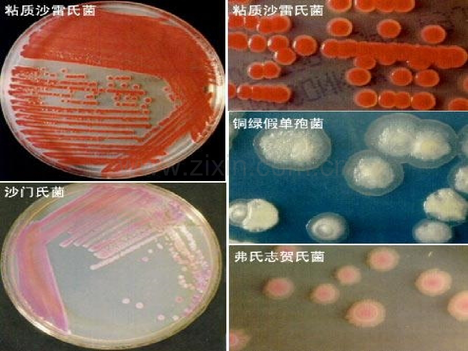 微生物的实验室培养选修.pptx_第1页