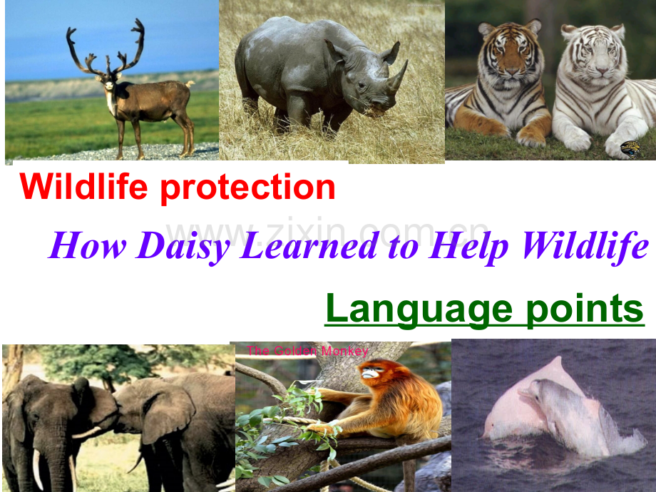 公开课B2U4WildlifeProtection语言点.pptx_第1页