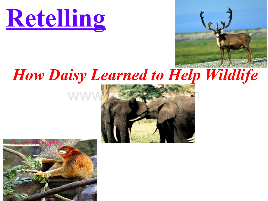 公开课B2U4WildlifeProtection语言点.pptx_第2页