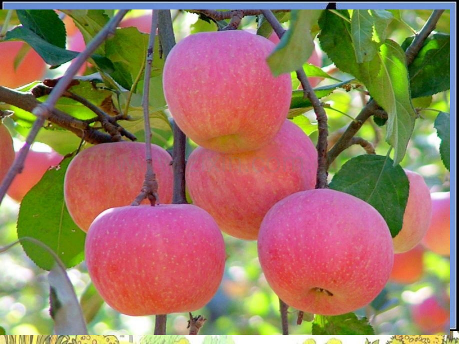 小学三年级语文上册秋天雨4.pptx_第2页