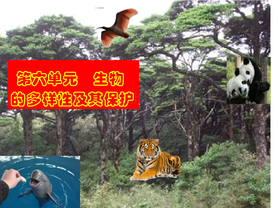 尝试对生物进行分类2013.pptx_第1页