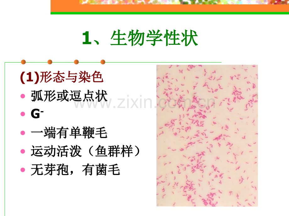 弧菌厌氧菌.pptx_第2页