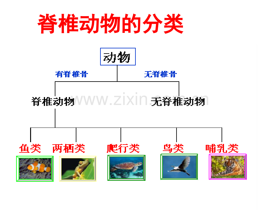 常见的动物二.pptx_第2页