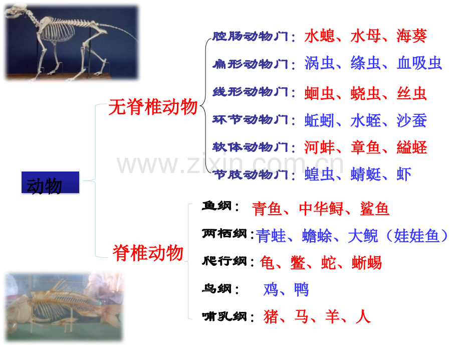 新人教版鱼.pptx_第2页