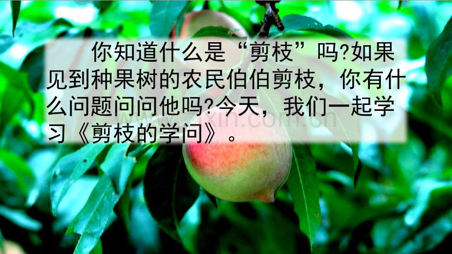 新版苏教版三年级语文下册9剪枝的学问完美.pptx_第1页