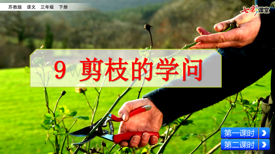 新版苏教版三年级语文下册9剪枝的学问完美.pptx_第2页