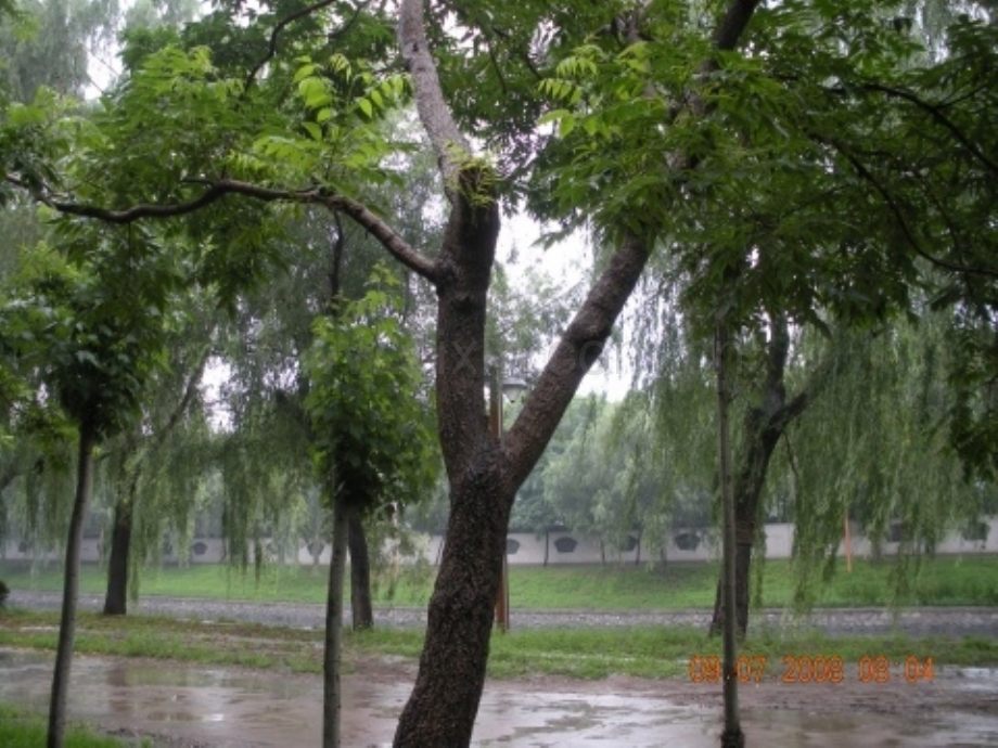 凭吊黄菠萝树.pptx_第1页