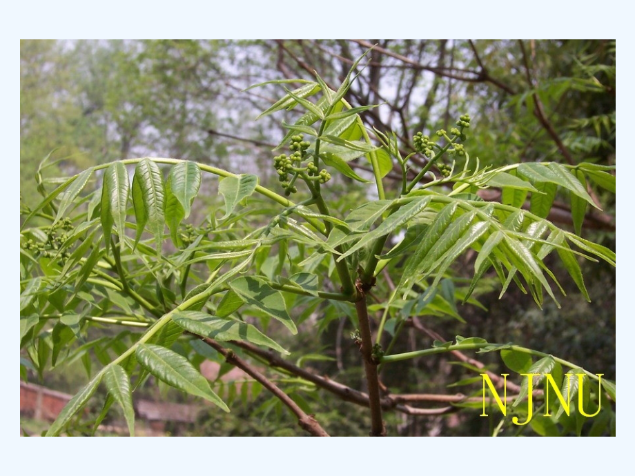 凭吊黄菠萝树.pptx_第2页