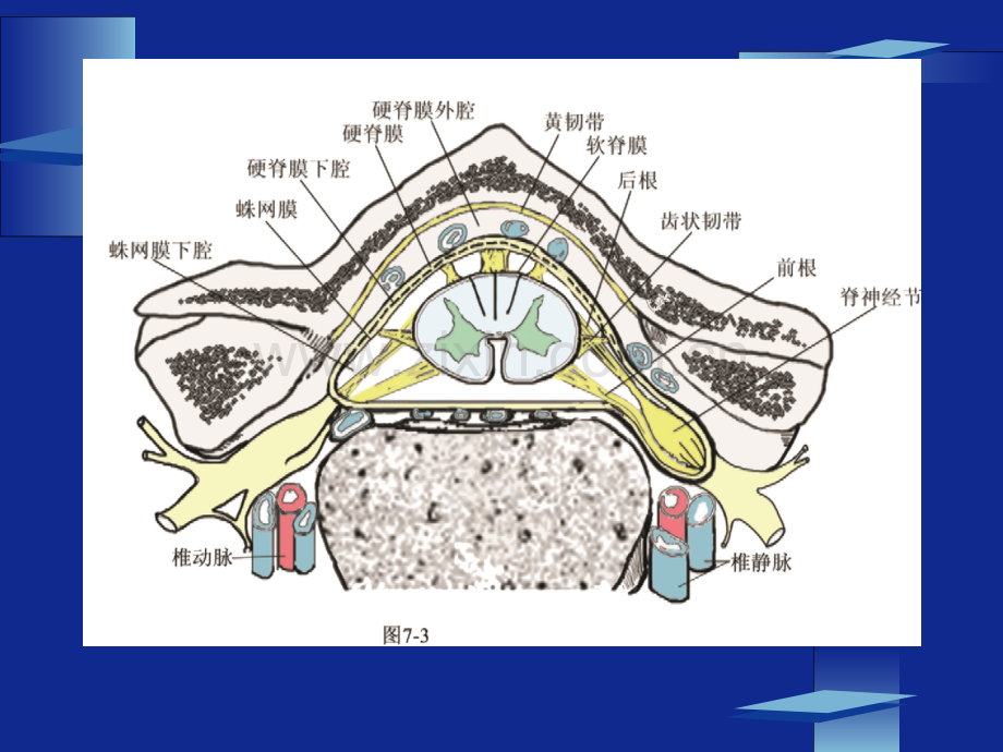 周围神经定位诊断北京天坛医院.pptx_第2页