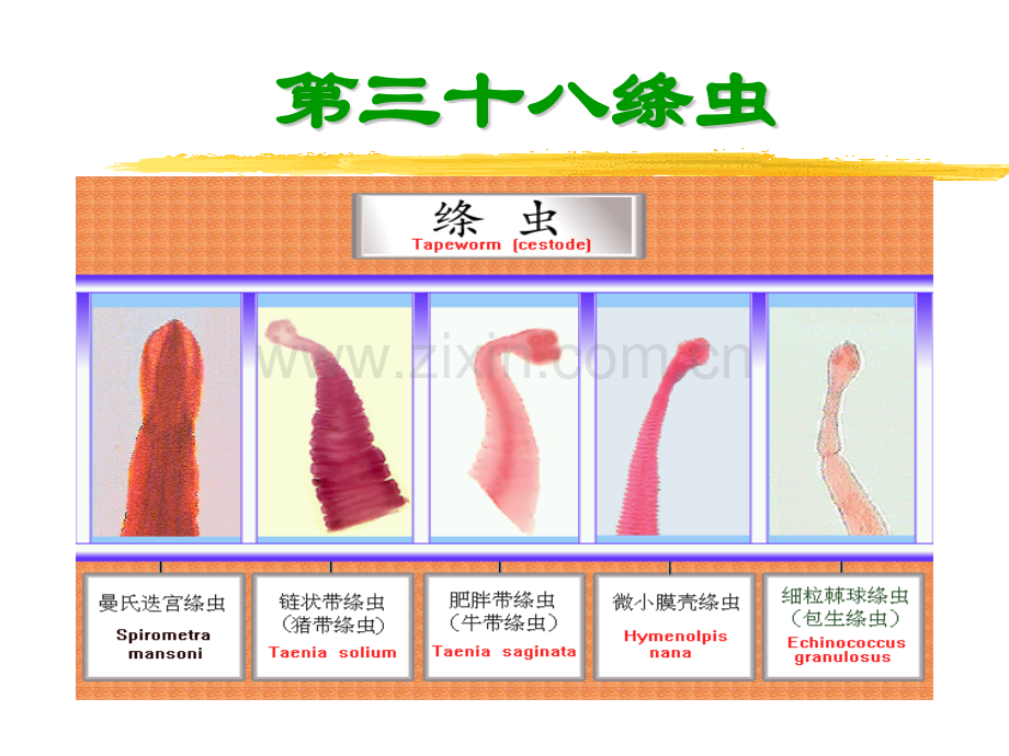 囊尾蚴及带绦虫卵形态特点.pptx_第1页