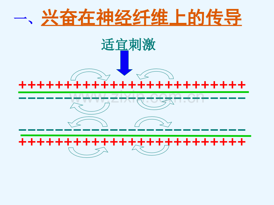 兴奋的传导和传递.pptx_第1页