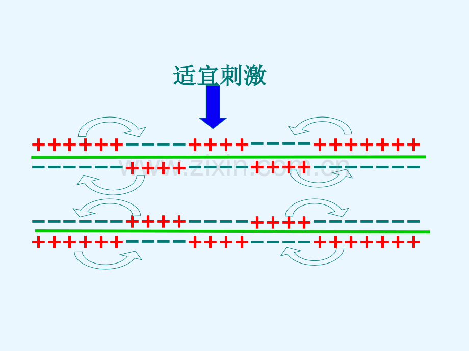 兴奋的传导和传递.pptx_第2页