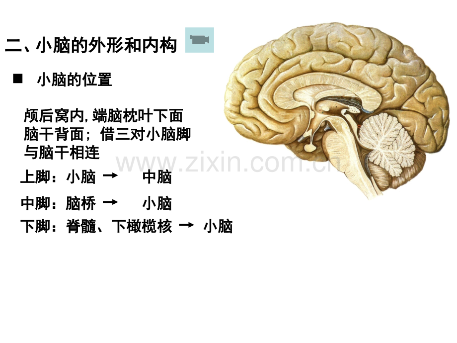 小脑、间脑.pptx_第1页