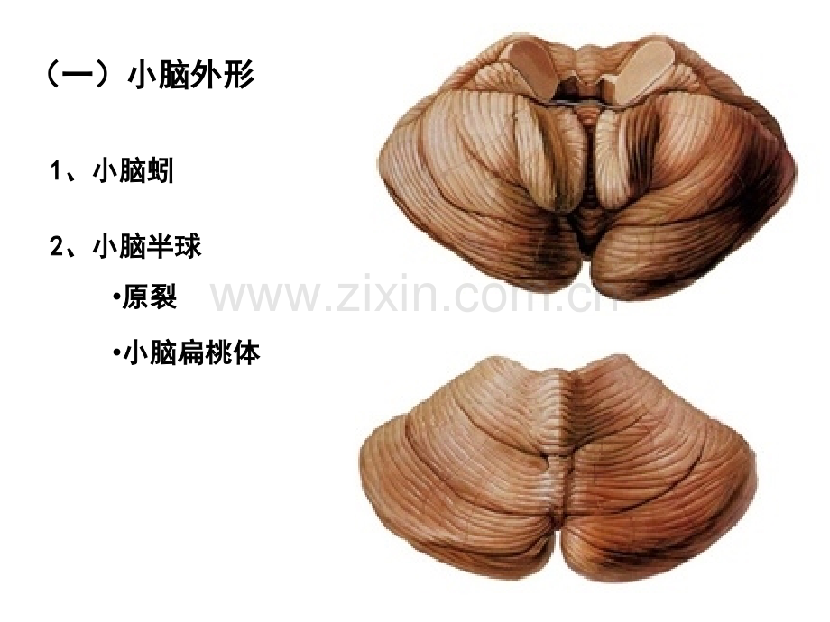 小脑、间脑.pptx_第2页