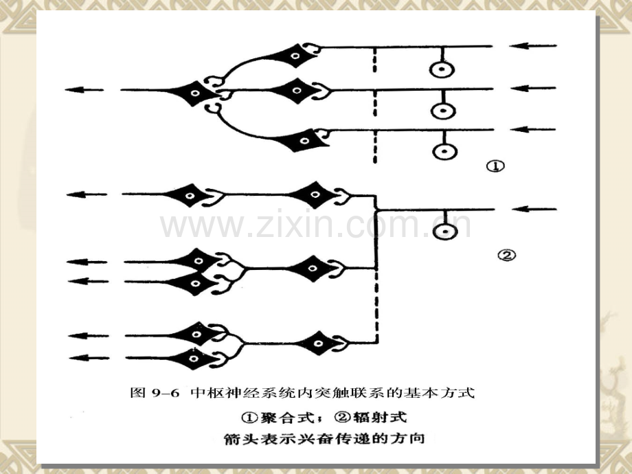 动物生理学神经生理00002.pptx_第1页
