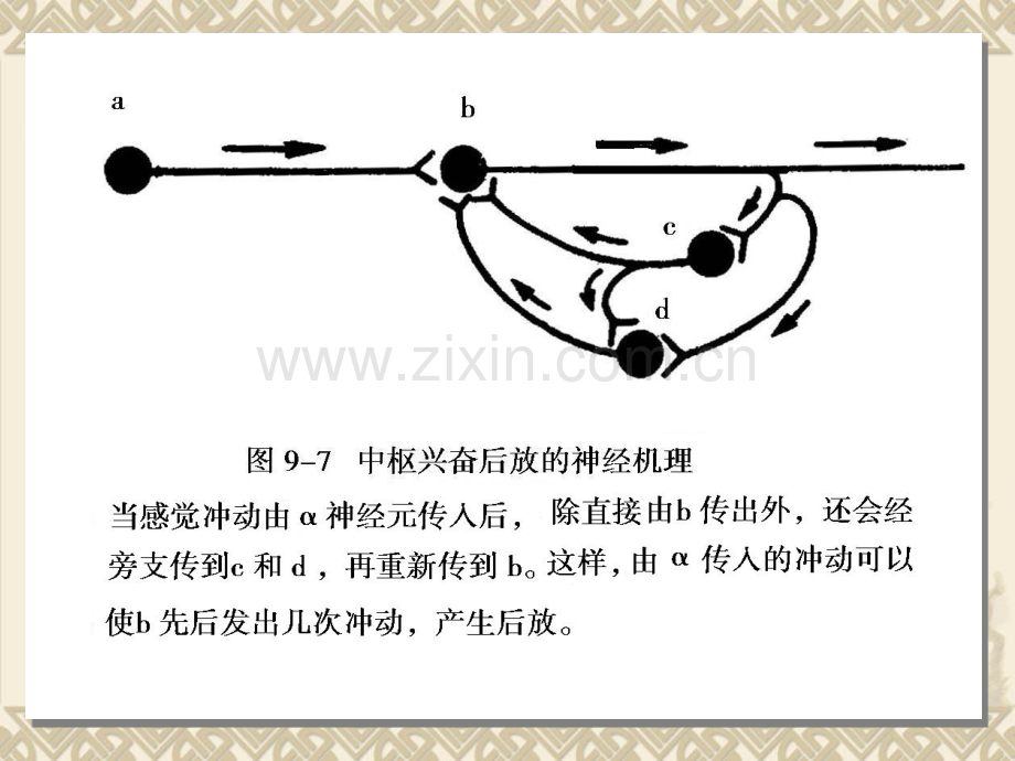 动物生理学神经生理00002.pptx_第2页