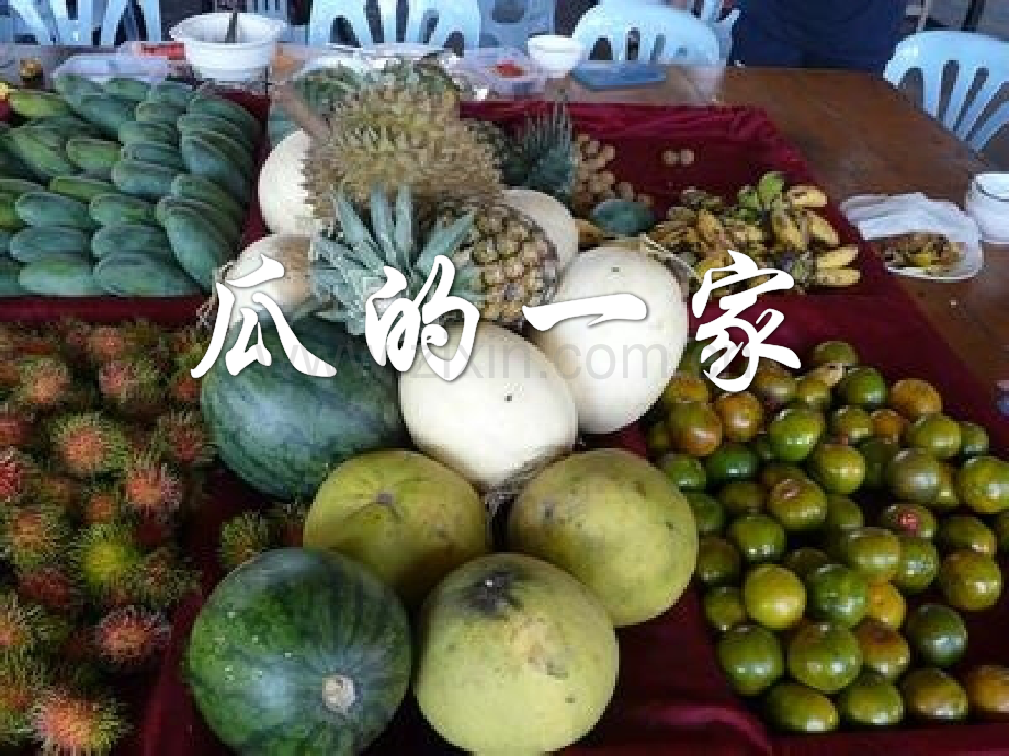 大班科学瓜的一家.pptx_第1页