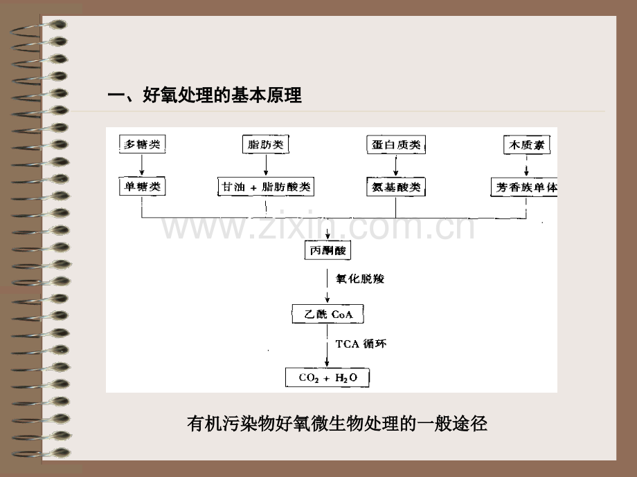 微生物处理废水原理及应用.pptx_第2页