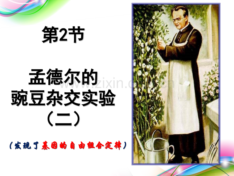 孟德尔豌豆杂交实验二公开课.pptx_第1页