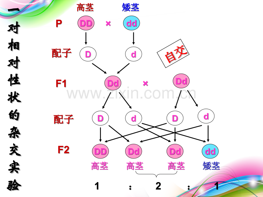 孟德尔豌豆杂交实验二公开课.pptx_第2页