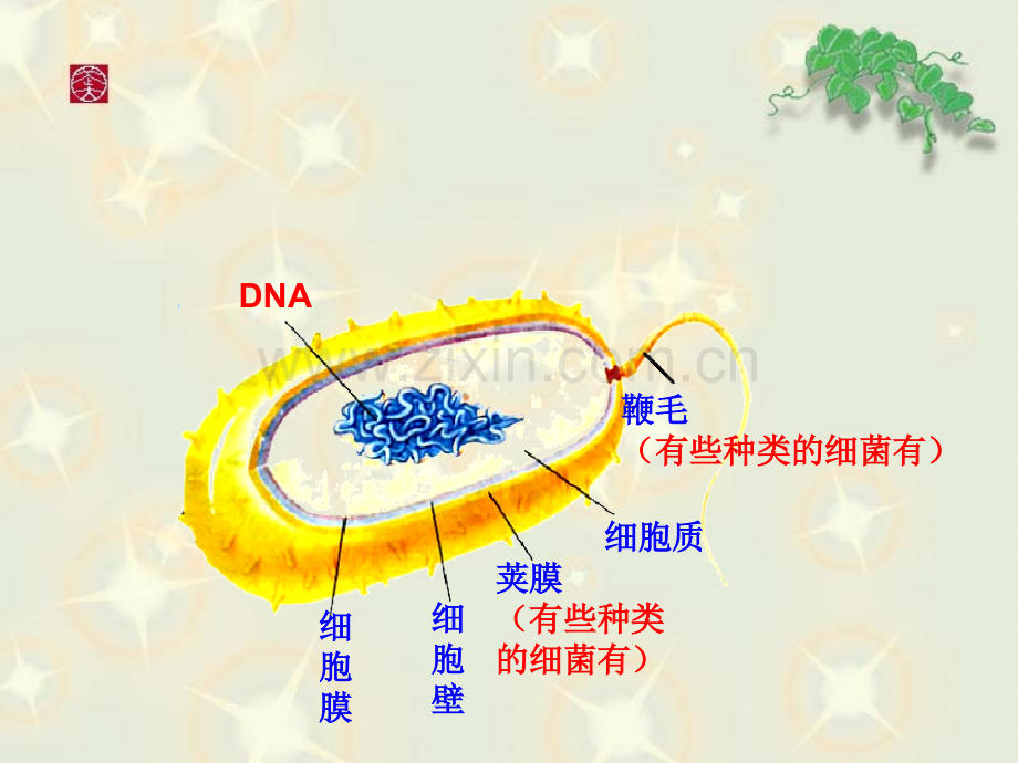 新人教版第三节真菌.pptx_第2页
